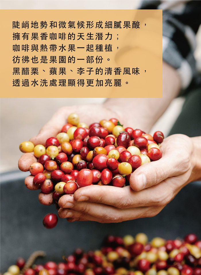 想望咖啡|果香禮盒 掛耳包 20入(耶加雪夫10入+宏都拉斯10入)
