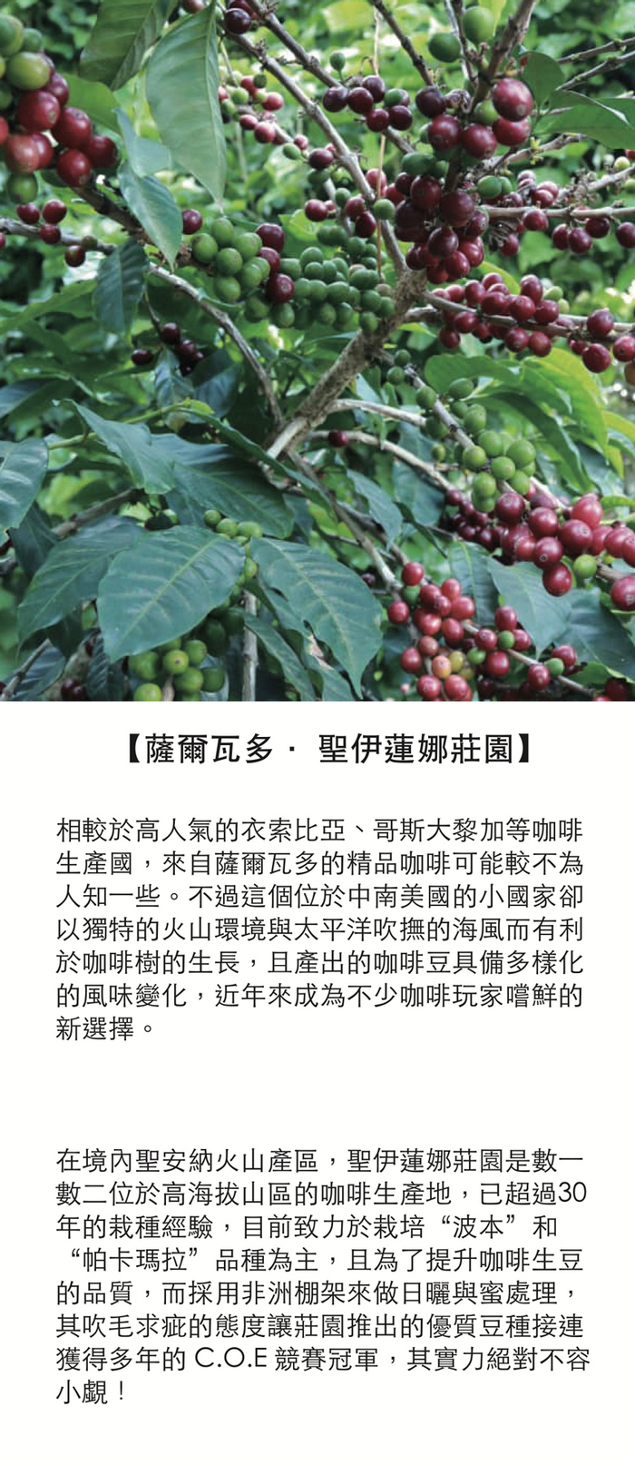 想望咖啡|果香禮盒 掛耳包 20入(薇拉果園AAA 10入+天空之城G1 10入)