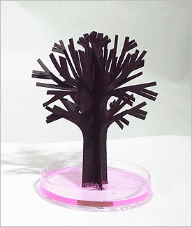賽先生科學工廠|魔法櫻花10cm