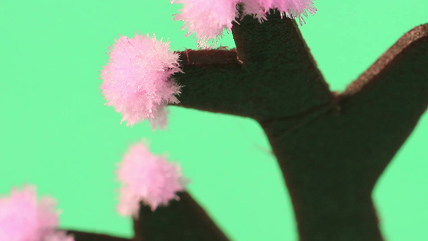 賽先生科學工廠|魔法櫻花(小/10cm)-獨家櫻花香