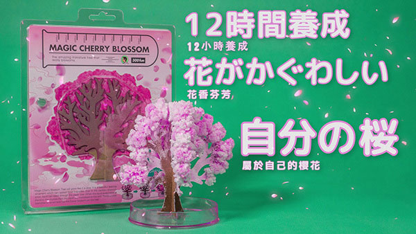 賽先生科學工廠|神奇櫻花(大/15cm)-獨家櫻花香
