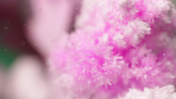 賽先生科學工廠|神奇櫻花(大/15cm)-獨家櫻花香