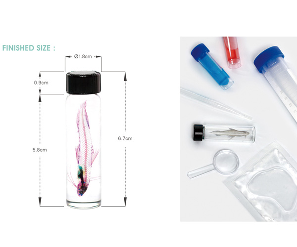 賽先生科學工廠｜After School - 透明魚標本製作套組