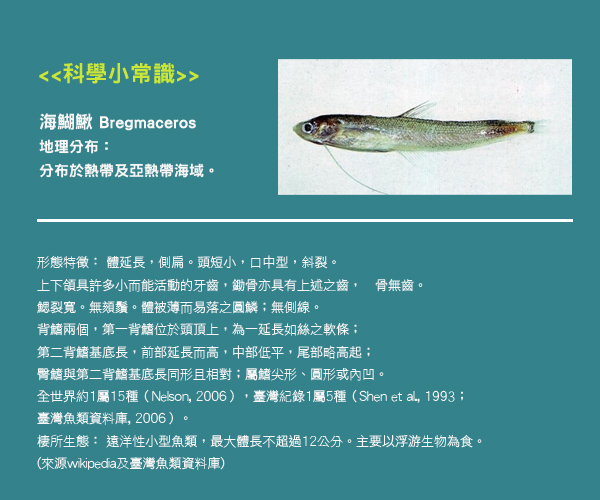 賽先生科學工廠｜After School - 透明魚標本製作套組