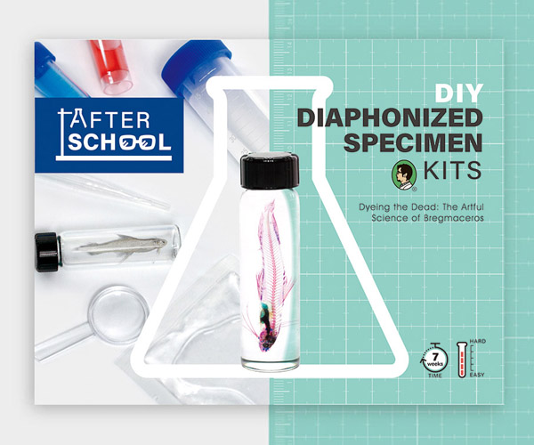 賽先生科學工廠|After School - 透明魚標本製作套組