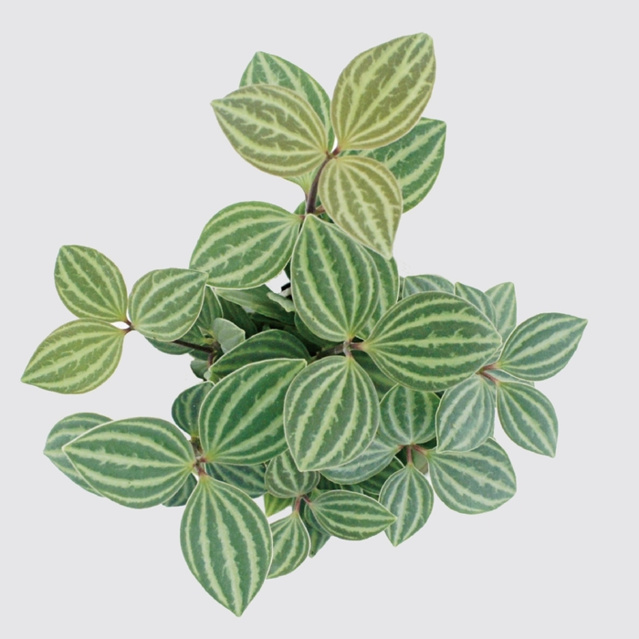 Be Two|水耕植物皮革吊盆 自動給水式