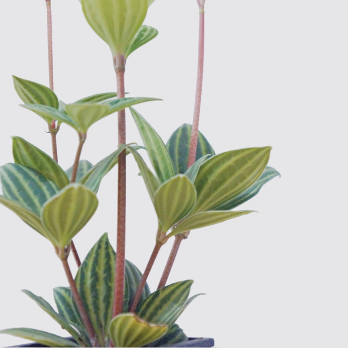 Be Two|水耕植物皮革吊盆 自動給水式