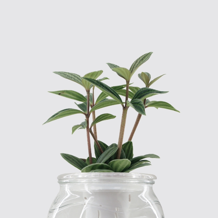 Be Two|水耕植物皮革吊盆 自動給水式