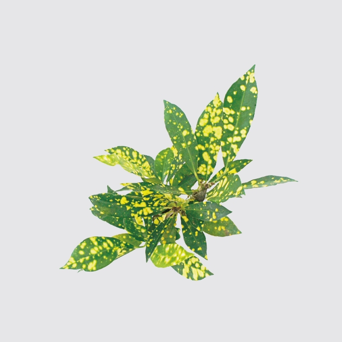 Be Two|水耕植物皮革吊盆 自動給水式