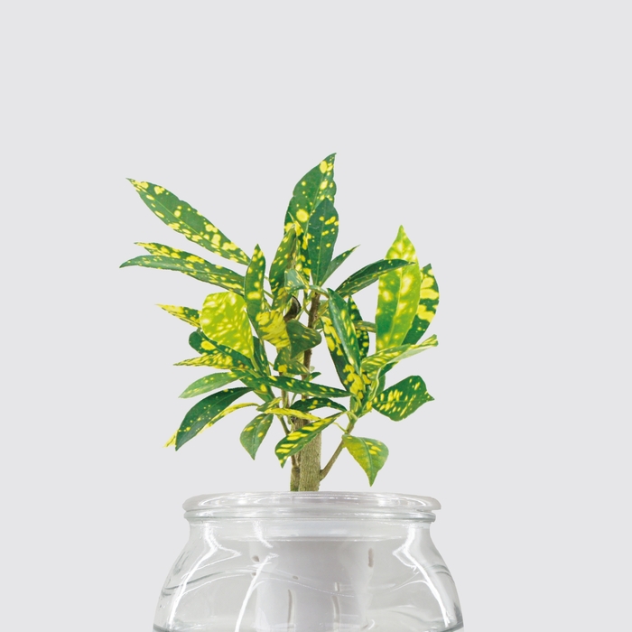 Be Two|水耕植物皮革吊盆 自動給水式