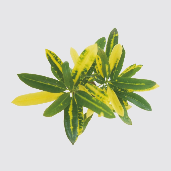 Be Two|水耕植物皮革吊盆 自動給水式