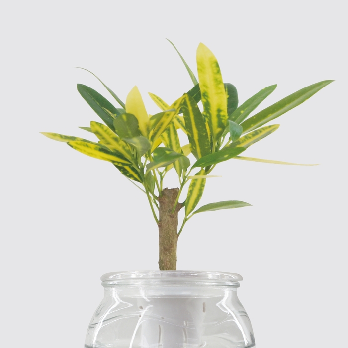 Be Two|水耕植物皮革吊盆 自動給水式