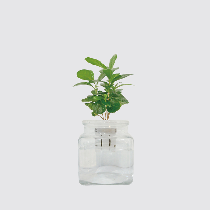 Be Two|水耕植物皮革吊盆 自動給水式