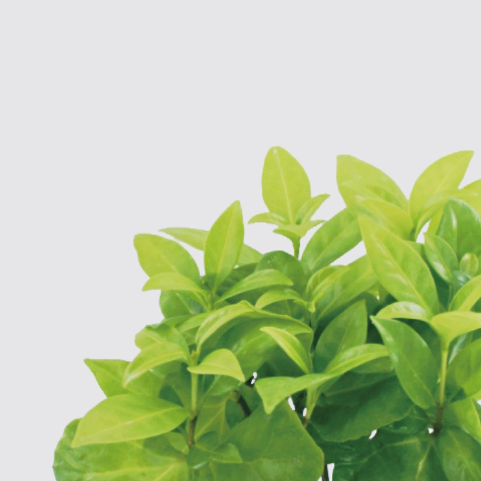 Be Two|水耕植物皮革吊盆 自動給水式