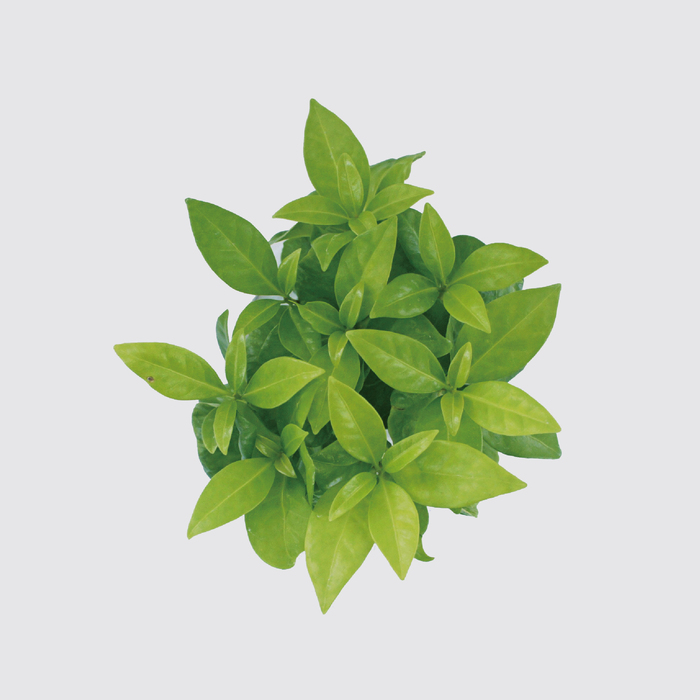 Be Two|水耕植物皮革吊盆 自動給水式