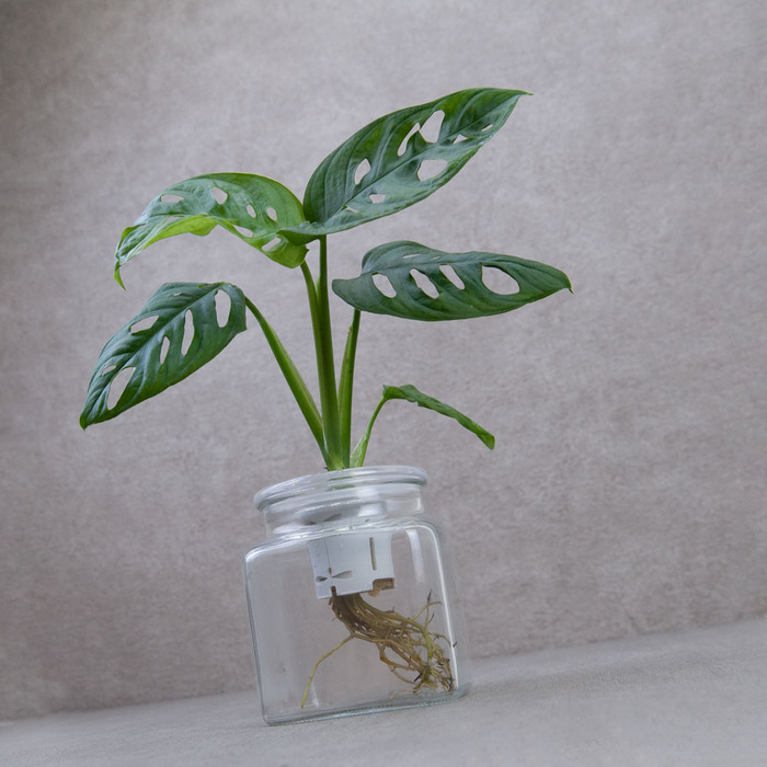 (複製)Be Two|水耕植物皮革吊盆 自動給水式