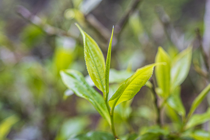 (複製)茂林好物Good Maolin|拿普有機野生茶園 經典山茶禮盒(有機原生茶+有機喬木紅茶)